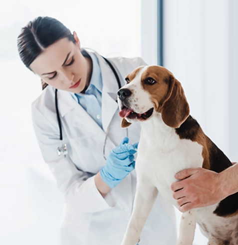 Arnavutköy Veteriner